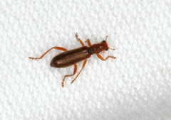 Hydnocerinae