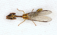 Spaminta minjerribae
