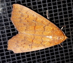 Scoliopteryginae