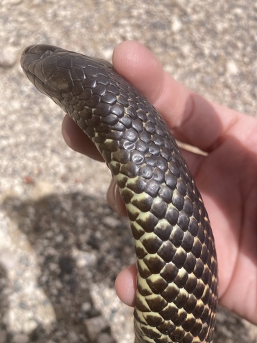 Mulga Snake sighting