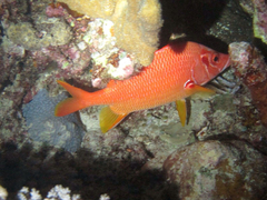 Sargocentron spiniferum