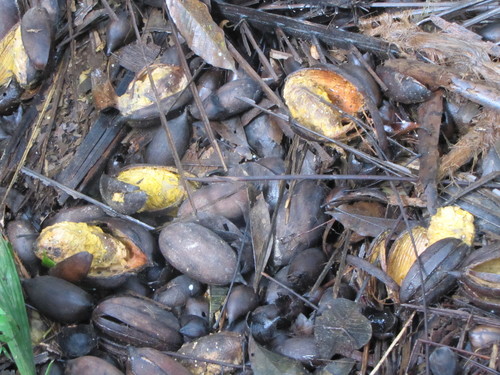 American oil palm