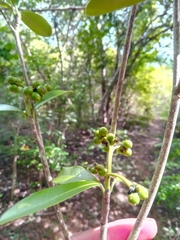 Coptosperma