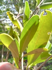 Coptosperma
