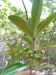 Coptosperma