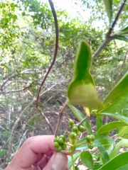 Coptosperma