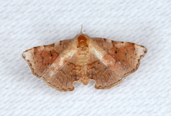 Esthlodora versicolor