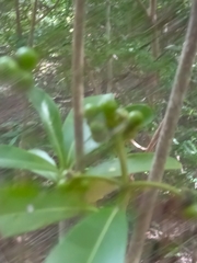 Coptosperma