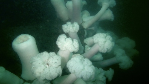 Giant Plumose Anemone, Juan de Fuca Strait, Victoria, BC, CA, photo 6 of 10
