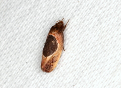 Hoplomorpha abalienella
