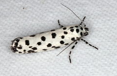 Ethmia clytodoxa