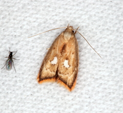 Parocystola leucospora
