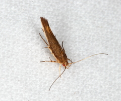 Glaphyristis marmarea