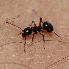 Formicidae