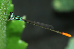Agriocnemis femina