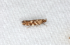 Otonoma anemois