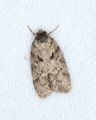 Philobota mucida