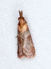 Calguia deltophora