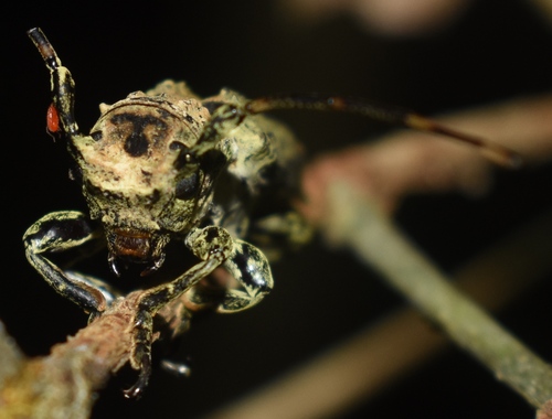 Ecthoea quadricornis