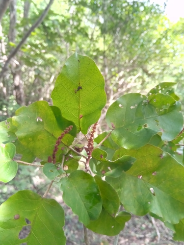 Croton bernieri
