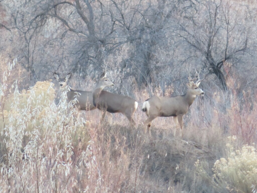 Mule Deer in December 2023 by tywcook · iNaturalist