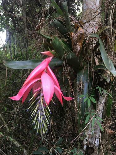 Billbergia alfonsi-joannis, photograph 6