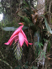 Billbergia alfonsi-joannis, photograph (c) B. Phalan, some rights reserved (CC BY)
