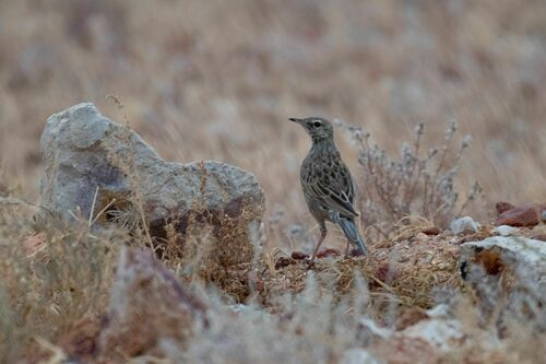 Brown Songlark (Cincloramphus cruralis), photo 9