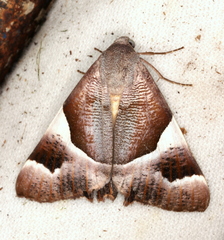 Niceteria macrocosma