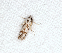 Oxythecta hieroglyphica