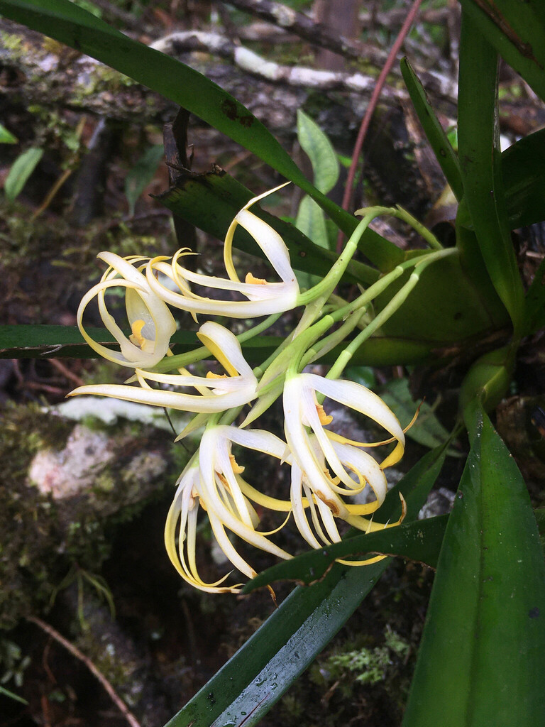 Maxillaria ochroleuca