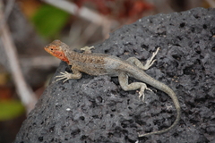Galapagos Lava Lizard photo 2