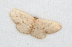 Idaea punctatissima