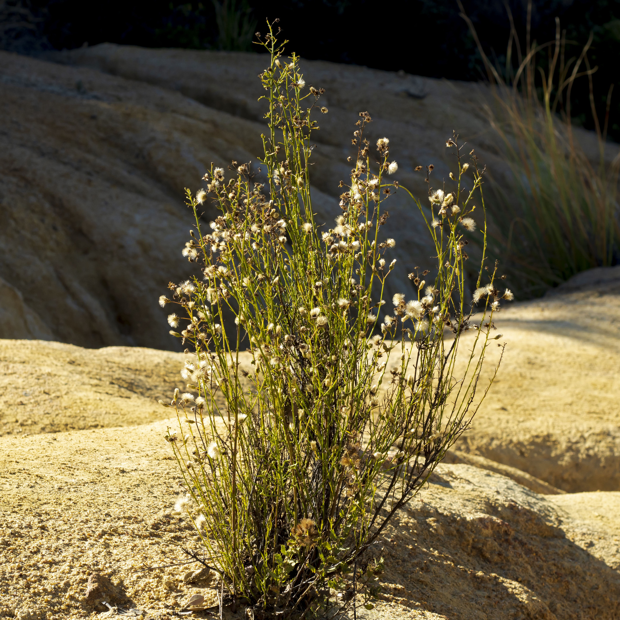 Baccharis vanessae