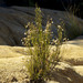 Encinitas Baccharis - Photo (c) James Connolly Davis, some rights reserved (CC BY-SA), uploaded by James Connolly Davis