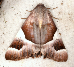 Niceteria macrocosma