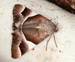 Niceteria macrocosma