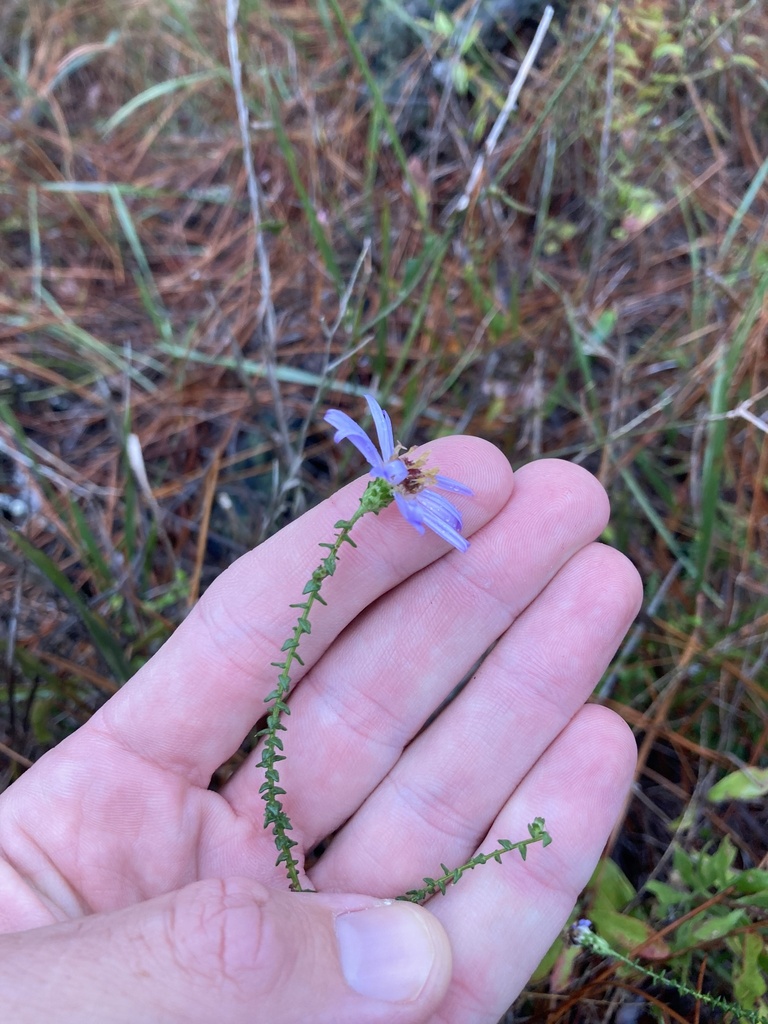 Walter's Aster from Penny Haddock Rd, Hilliard, FL, US on December 16