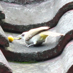 Pycnonotus goiavier