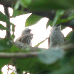 Pycnonotus goiavier