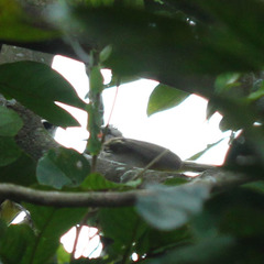 Pycnonotus goiavier