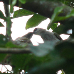 Pycnonotus goiavier
