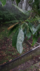 Lithocarpus brevicaudatus