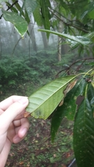 Lithocarpus brevicaudatus