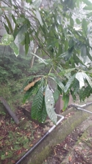 Lithocarpus brevicaudatus