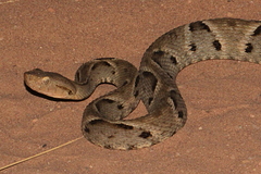 Bothrops moojeni
