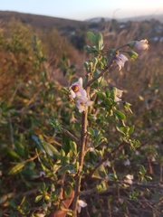 Solanum guineense