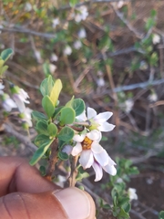 Solanum guineense