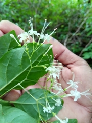 Ajugoideae