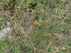 Lycaena 'canterbury common copper'